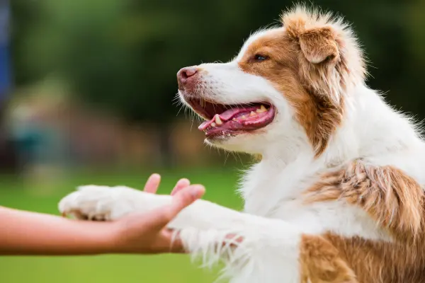 Australian Shepherd dog gives paw