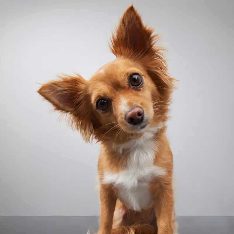 Cute Dog
