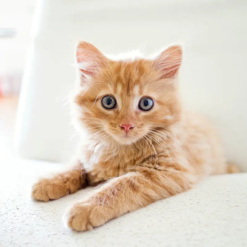 Cute Kitten