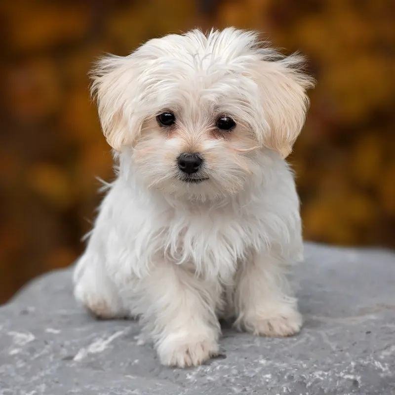 Cute Maltese Puppy