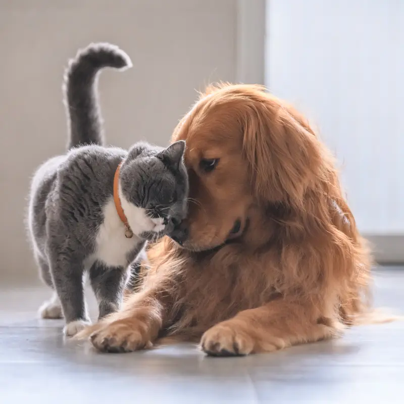 Cute cat and dog