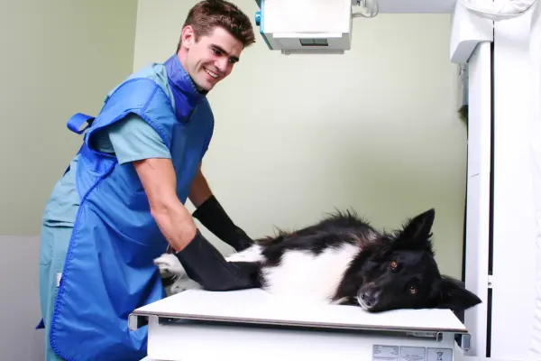 Dog getting an X-Ray