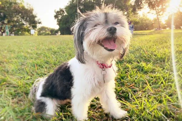 Happy Dog in the park - Postcard size