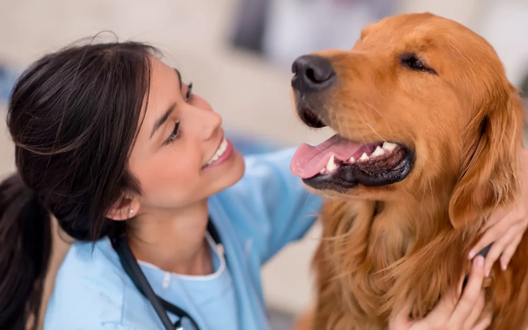 Understanding Pet Insurance vs. Membership Plans: What Makes Sense for Your Pet?