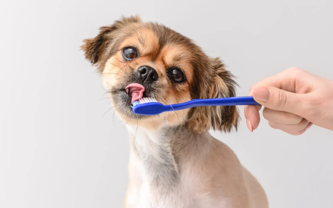 5 Signs Your Pet Needs a Routine Dental Check-Up for Optimal Pet Dental Health